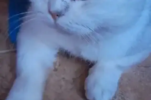 Найдена кошка, Шахты, фото: Кошка найдена: Пролетарская 161, Шахты