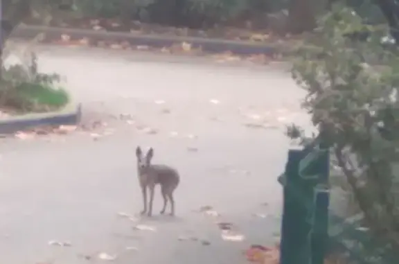 Найдена собака, Ялта, фото: Светлокоричневая собака у Кривошты, 9, Ялта