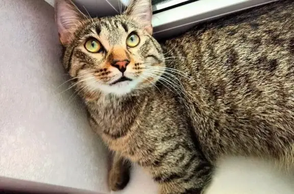 Пропала кошка, ул. Метальникова, 38