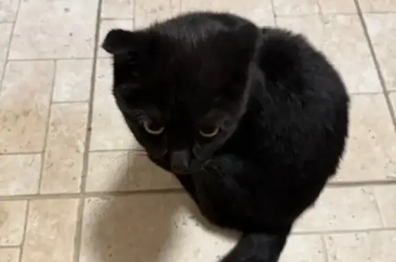 Найдена кошка, Барнаул, фото: Кошка найдена, ул. Крупской, Барнаул