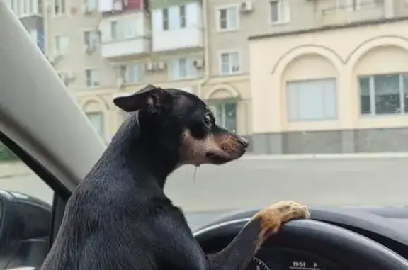 Собаки потеряшки, Славянское городское поселение, фото: Потеряшка собака Боня, ул. Первомайская