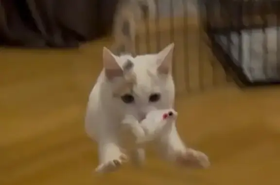 Найдена кошка, Москва, фото: Кошка найдена: Большая Переяславская, 17