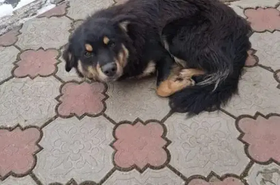 Найдена собака, , фото: Собака найдена: Октябрьский пр., 26, Тверь