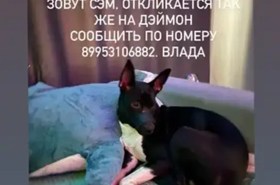 Собаки потеряшки, Оренбург, фото: Потеряшка собака, Салмышская 16, Оренбург