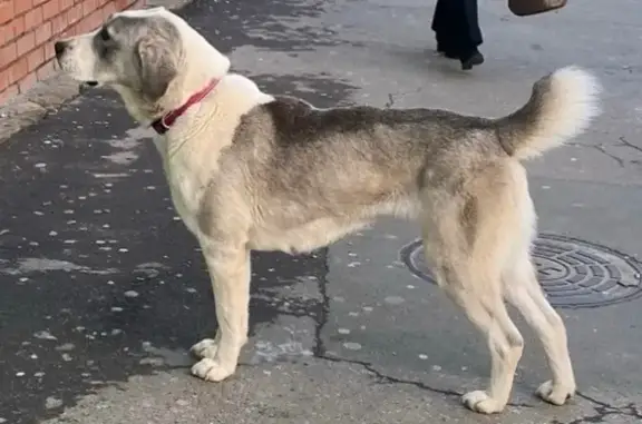 Собаки потеряшки, Тула, фото: Потеряшка собака, Октябрьская 37, Тула