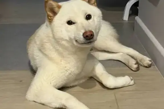 Найдена собака, Ногинск, фото: Сиба-ину найден на Верхней улице, 7, Ногинск