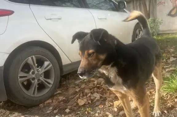 Найдена собака, Краснодар, фото: Собака найдена, Уральская 81Б, Краснодар