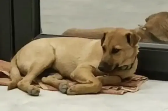 Пропал щенок, Краснодарская ул., 43