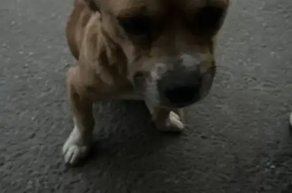 Найдена собака, Майкоп, фото: Грустная собака найдена, ул. Строителей, Майкоп