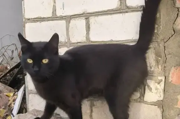 Кошки потеряшки, Ставрополь, фото: Потеряшка кошка, ул. Московская 13, Ипатово