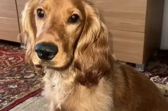 Пропала собака на Советской, 120, Янтарный