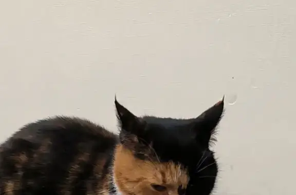 Найдена кошка, Коломна, фото: Кошка найдена: Ивановская ул, 1, Коломна