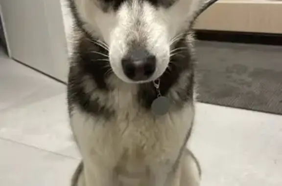 Найдена собака, , фото: Санкт-Петербург: найдена собака, Ропшинское ш., 21