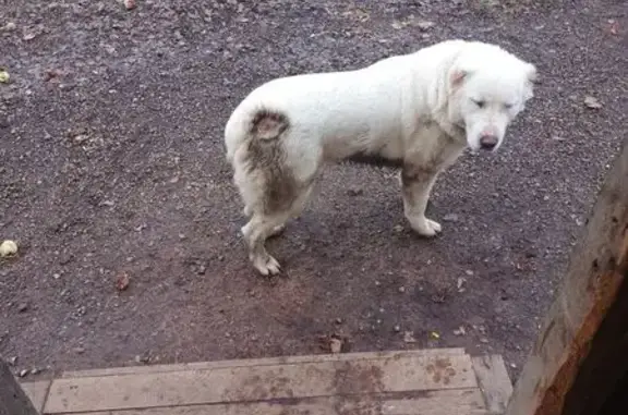 Найдена собака, , фото: Найдена собака, Шоссейная ул. 4А