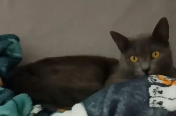 Пропала кошка: Октябрьская 94, Краснодар