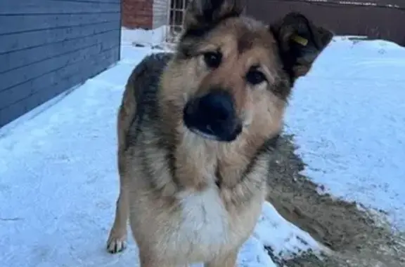 Пропала собака на Энтузиастов, 32, Нижневартовск