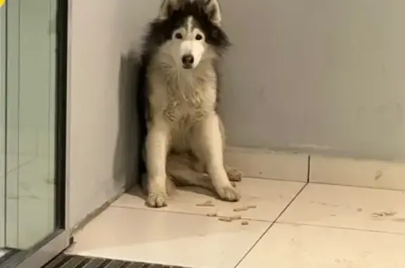 Найдена собака, Реутов, фото: Собака найдена: Носовихинское ш. 45, Реутов