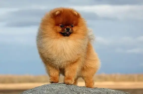 Пропала собака, Лесная ул., Москва