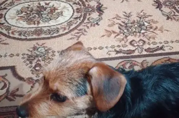 Найдена собака, Нижний Тагил, фото: Собака найдена: ул. Зари, Нижний Тагил