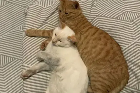 Пропала кошка, Идрица, Железнодорожная 15