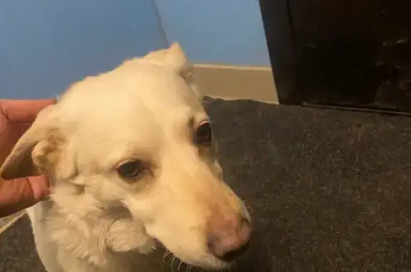 Найдена собака, Нижний Новгород, фото: Пропала собака, Нижний Новгород