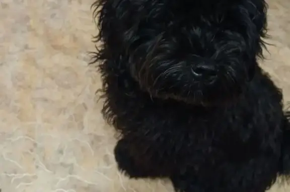 Собаки потеряшки, Улан-Удэ, фото: Потеряшка собака, ул. Буйко, 3, Улан-Удэ