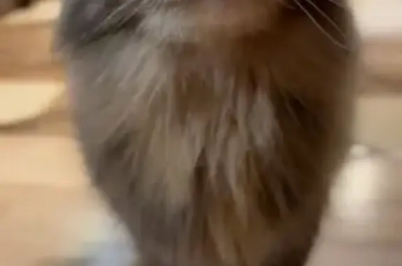 Найдена кошка, , фото: Пропала кошка, Овражная 1/1, Луковня