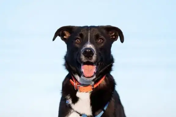 Найдена собака, Москва, фото: Найдена собака, Лесная ул., Москва