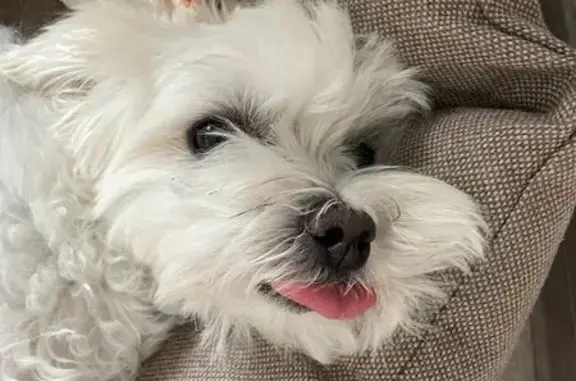 Собаки потеряшки, Москва, фото: Потеряшка собака, Сев. проспект, 75 к1