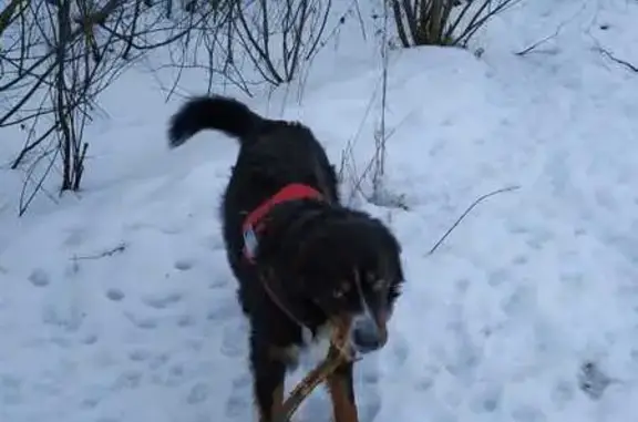 Пропала собака, Ростовская 26/2, СПб