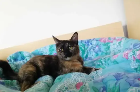 Пропала кошка на АЗС Лукойл, 213 км М4