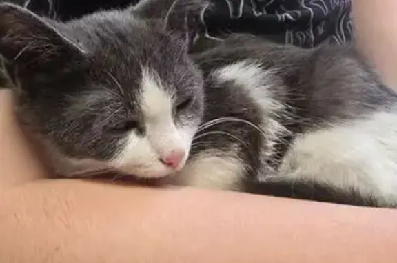 Найдена кошка, Красноярск, фото: Кошка найдена: ул. Щорса, 57, Красноярск