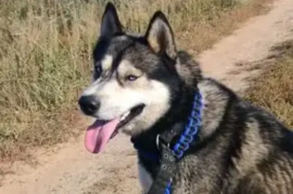 Собаки потеряшки, , фото: Потеряшка собака, СНТ Хлыново, Троицкий р-н