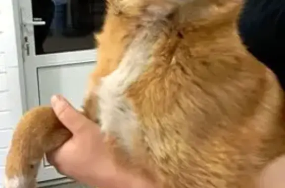 Пропала собака, Степная ул. 120, Тюмень