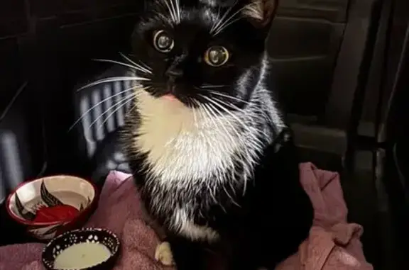 Кошка найдена на ул. Бумажной, 20