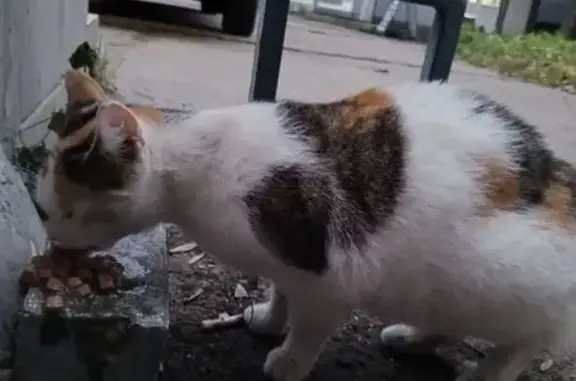 Найдена кошка, Калининградская область, фото: Кошка найдена в Чкаловске, Калининград