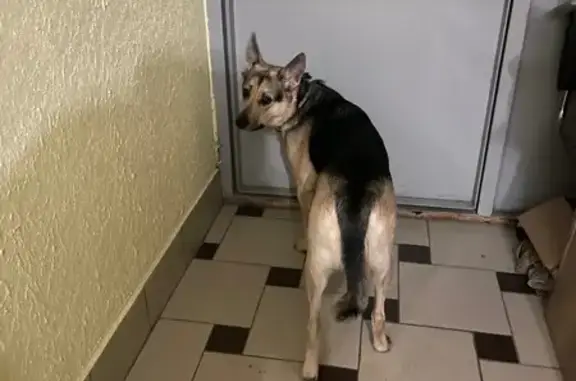 Найдена собака, Санкт-Петербург, фото: Найдена собака, Яхтенная ул., 38 к1