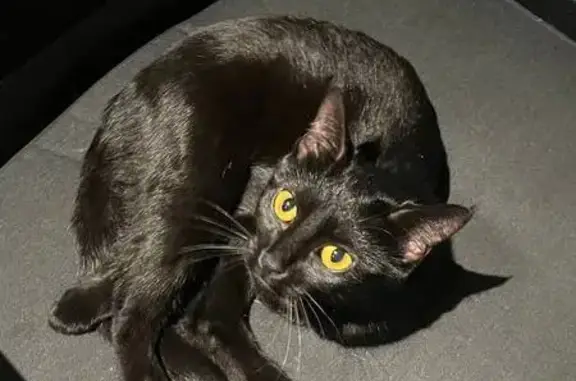 Найдена кошка, Воронеж, фото: Кошка найдена у ПВЗ Wildberries, Шишкова 95А