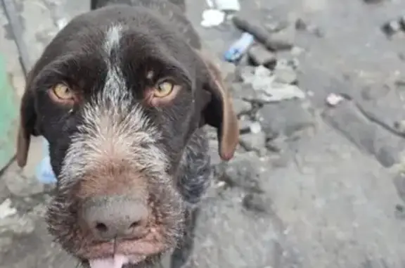 Найдена собака, Омск, фото: Собака найдена: Осташковская 18, Омск