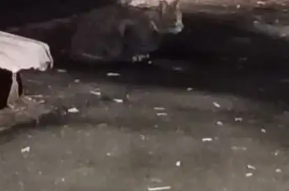 Найдена кошка, Химки, фото: Найдена кошка, ул. Победы 2/15, Химки