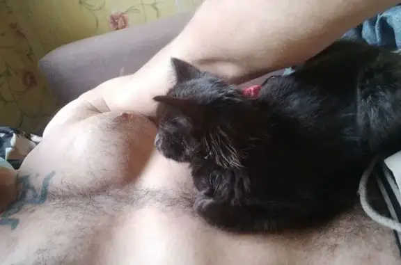 Кошки потеряшки, Сафоново, фото: Потеряшка кошка, Вахрушева 9, Сафоново