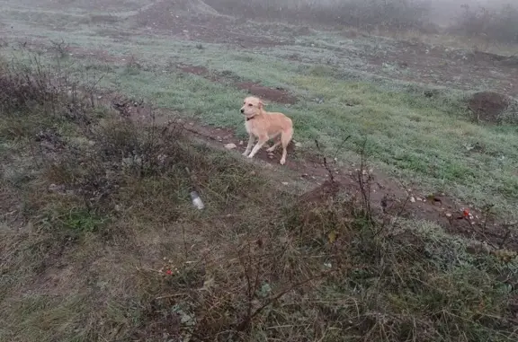 Найдена собака, , фото: Собака найдена у куполов, Феодосия, Крым