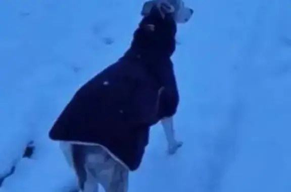 Пропала собака, Первомайская 28А