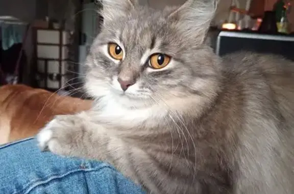 Пропала кошка на ул. Аникина, Воронеж