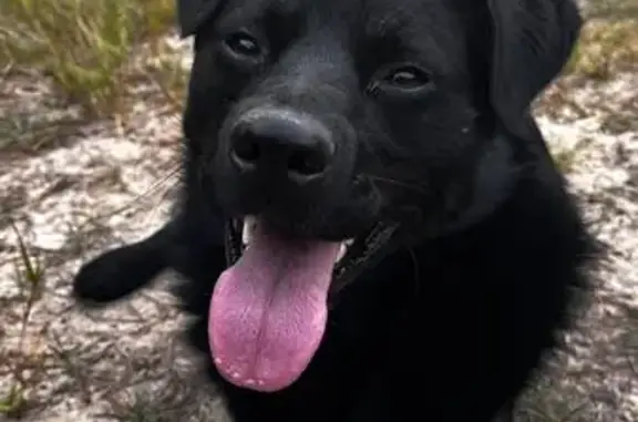 Пропала собака, Нижняя ул., Ройка