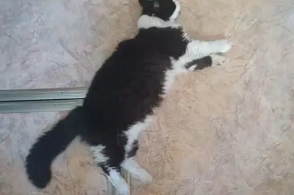 Пропала кошка, Кущёвская, Краснодарский край