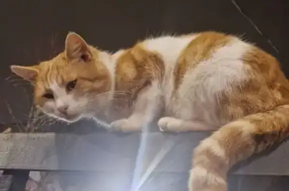 Найдена кошка, Майкоп, фото: Найдена кошка: ул. Пушкина, 282, Майкоп