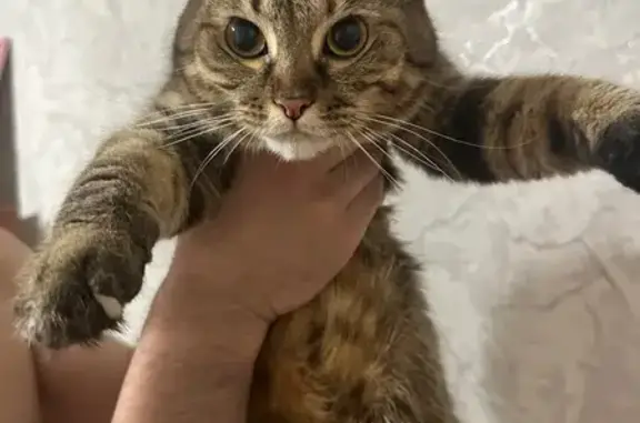 Кошка найдена: ул. Сергея Лазо, 26, Томск