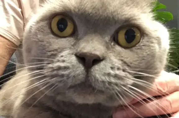 Пропала кошка, Киевское шоссе 32 км