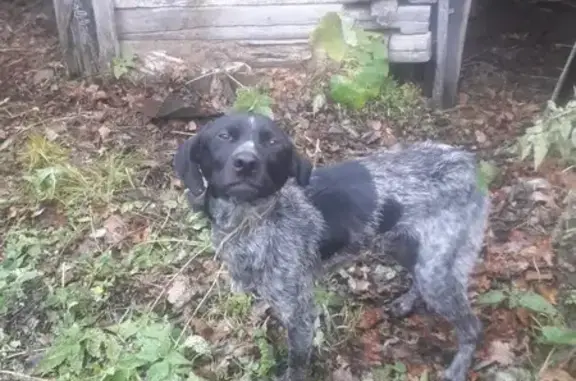 Найдена охотничья собака, Алгасово - photo